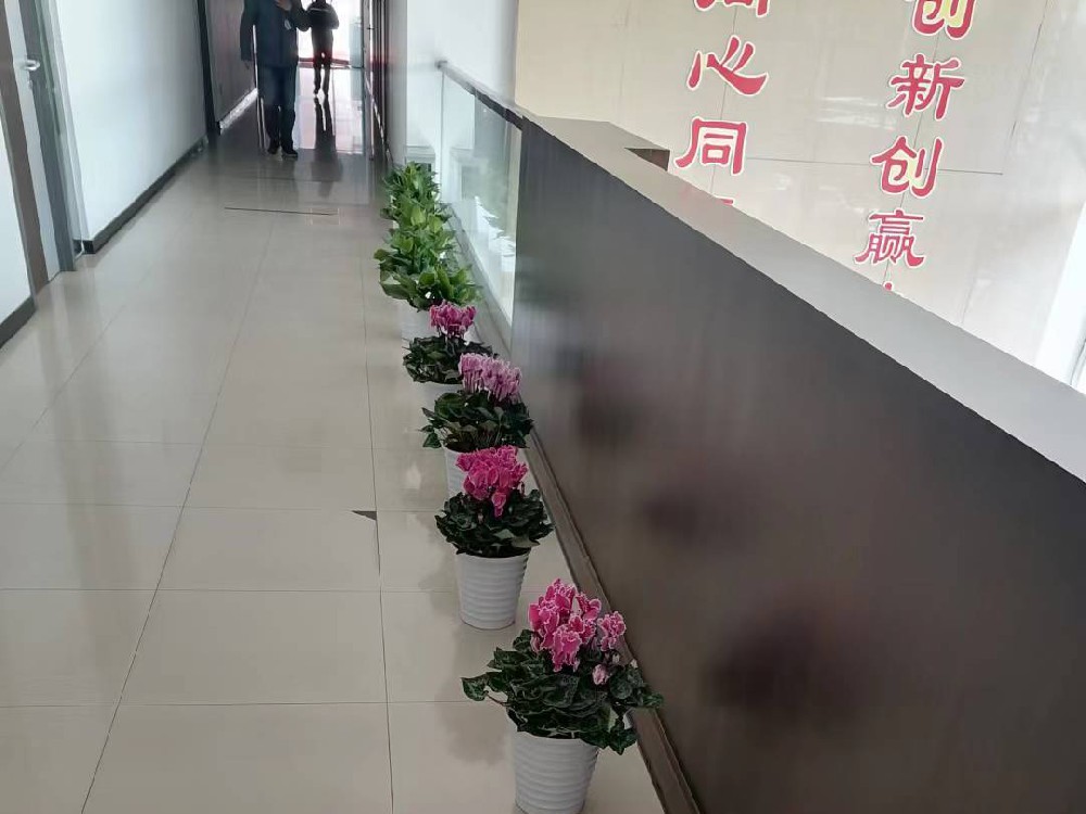 绿植租摆-走廊