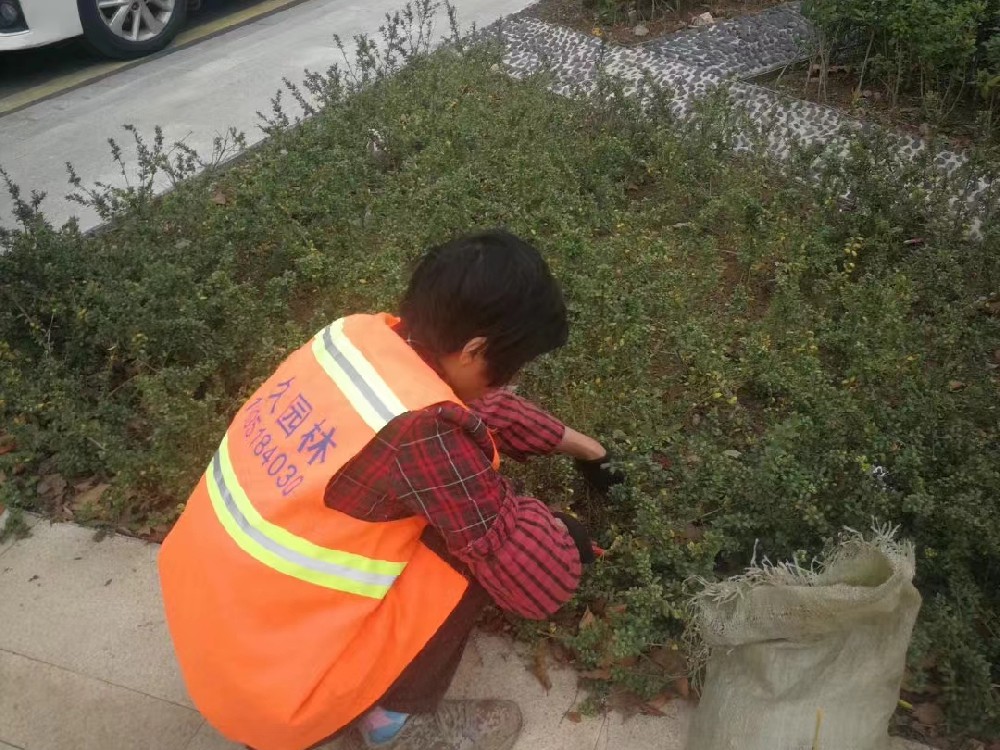 道路绿化施工