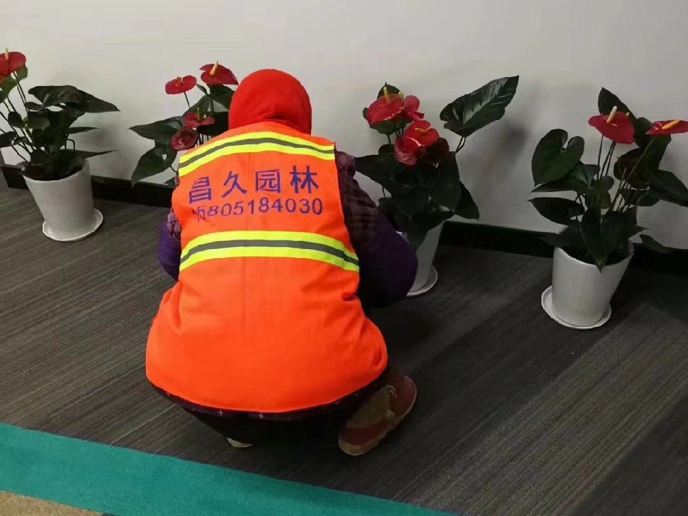绿植租摆